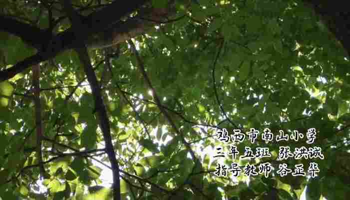 张洪诚