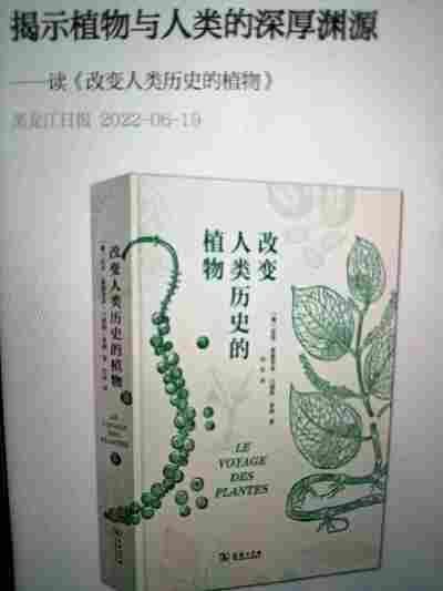 王紫桐