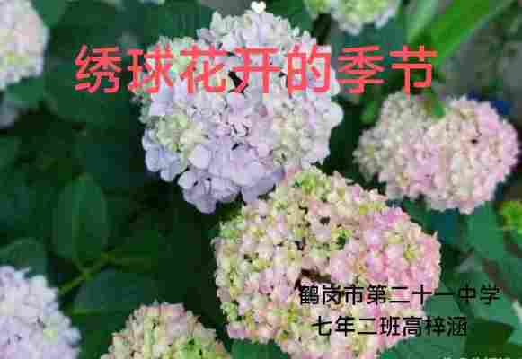 高梓涵