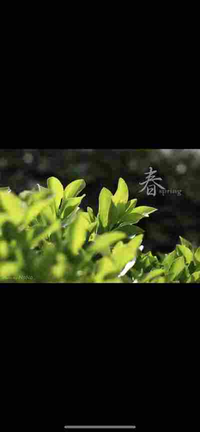 谢晓晨
